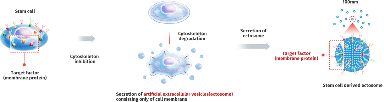 Ectosomes: Advanced Extracellular Vesicles Defined