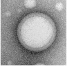 Polymer nanoparticle image2