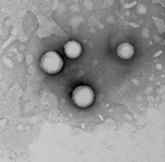 liposome nanoparticle image3